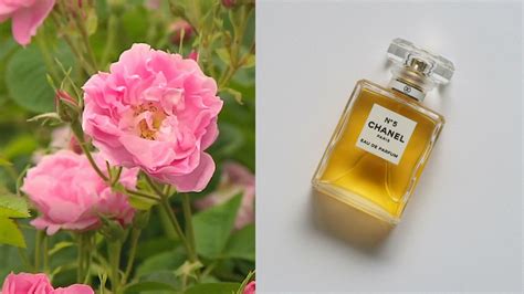 chanel no 5 matas|chanel no 5 ingredients.